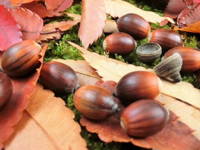 簡単おつまみ！うずらどんぐり