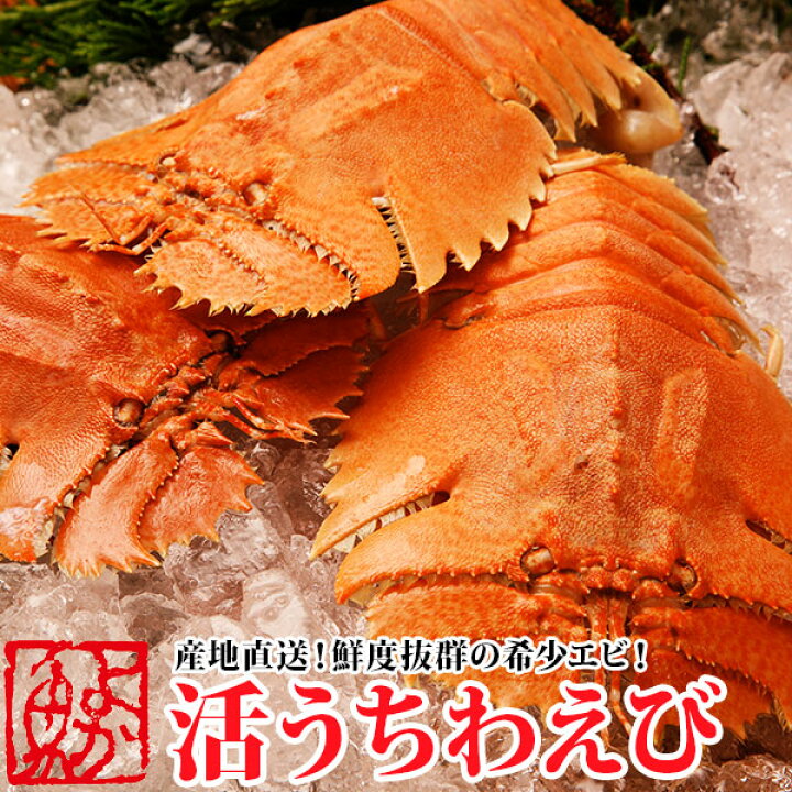 うちわ海老 活き500g 3〜5尾五島市 真栄丸PGR003 ふるラボ