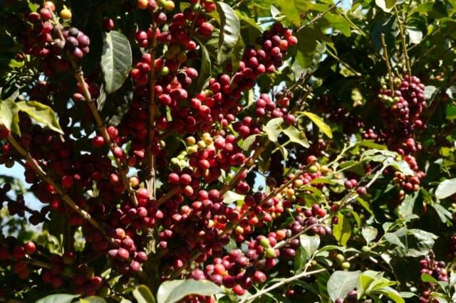 やまこうファームが 国産コーヒー の初収穫に成功。本州で日本国産のコーヒー栽培が可能に。やまこうファーム株式会社のプレスリリース