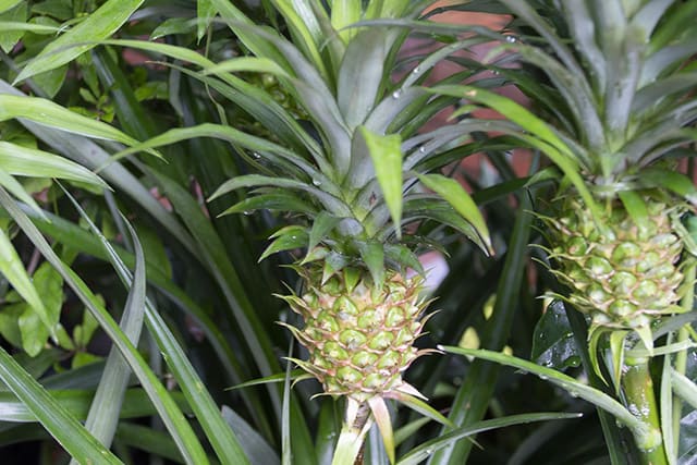 パイナップルからパイナップルを育てる - ちょっと台湾で暮らしてみる