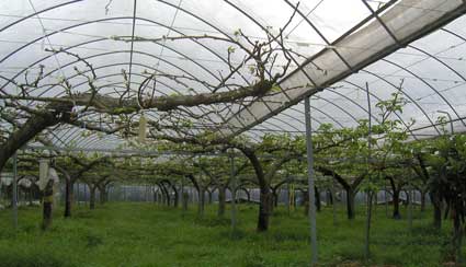 有限会社グリーンサム - 有限会社グリーンサム