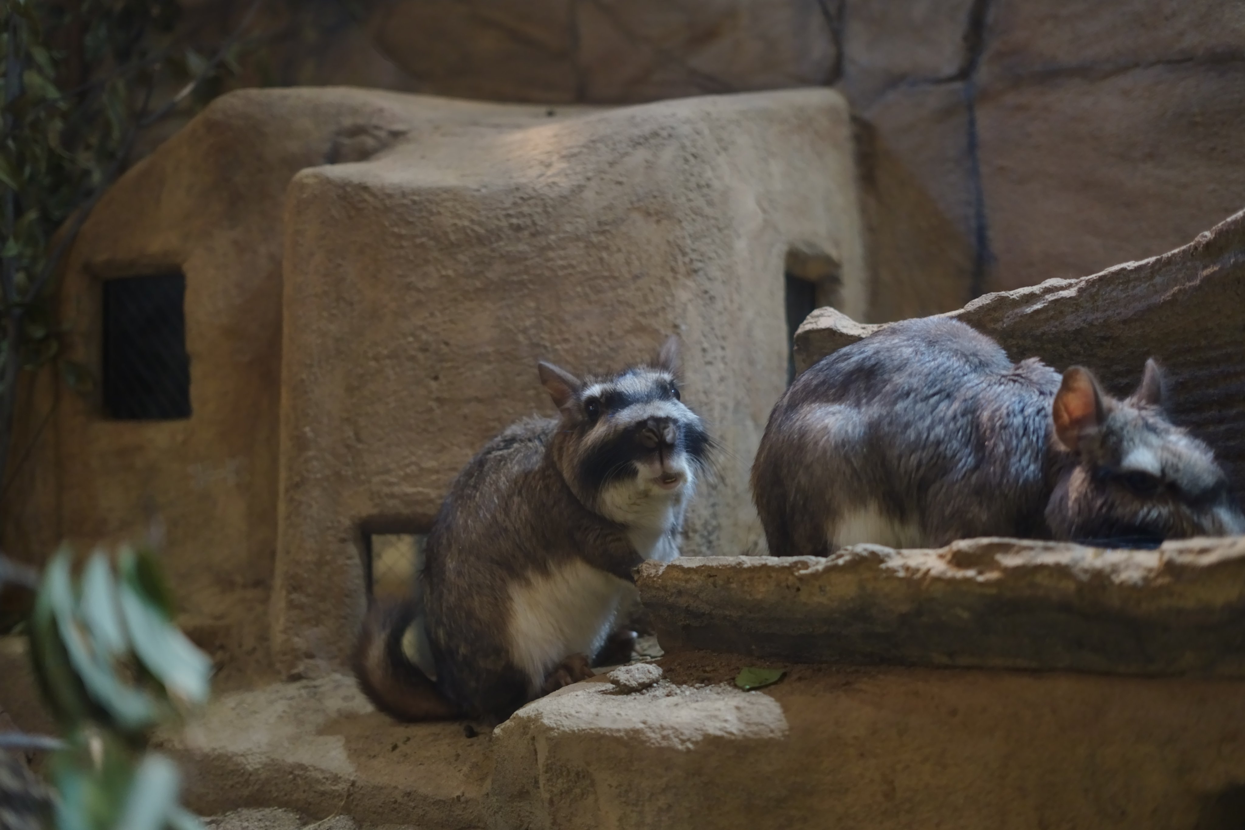 2020年度末の埼玉こども動物自然公園 北園 もふもふ子牛や仲良しバトルのレッサーパンダのリュウ・セイやグンディの赤ちゃん～ビスカチャ会えず』東松山 埼玉県 の旅行記・ブログby まみさん フォートラベル