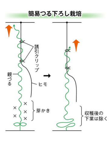 きゅうりの栽培方法：脇芽の摘心 キュウリの芽かき・子づるの摘心 - VR夏すずみキュウリの育て方 初心者向け
