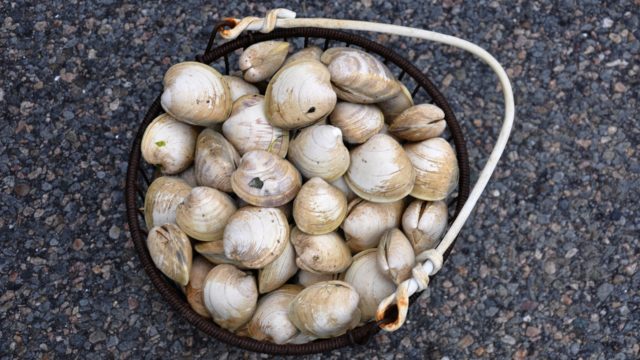 食パンのカビは危険！部分だけ取って焼いても食べてはいけない理由と対処法を紹介お菓子・パン材料・ラッピングの通販 cotta＊コッタ