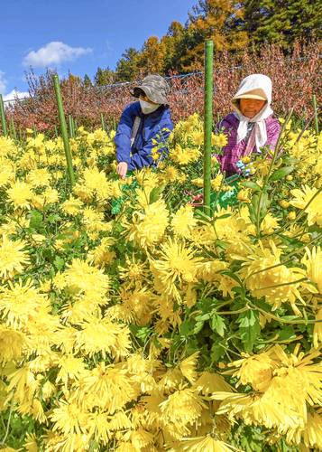 食用菊苗のはっとり