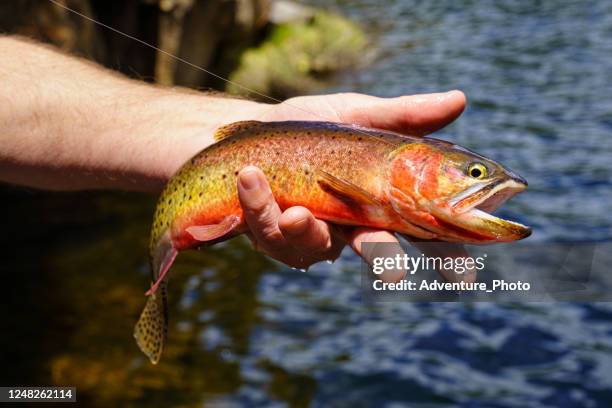 グリーンバックカットスロートトラウト。コロラド州原産の絶滅危惧種 : r flyfishing