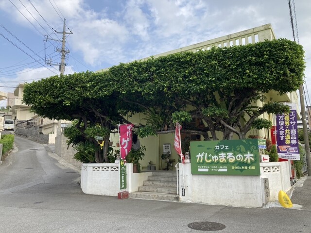 ガジュマルの木🌳💕沖縄宮古島宮古島旅行宮古島観光宮古島観光スポットガジュマルの木宮古島ガジュマルの木不思議な木沖縄観光スポット映えスポット旅行が好き沖縄が好き宮古島フォト