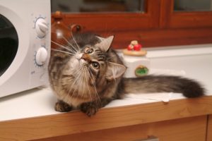 その食材、与えてOK？NG？ 猫ちゃんにオススメしたい肉・魚ハグわんハグにゃん日本全薬工業株式会社