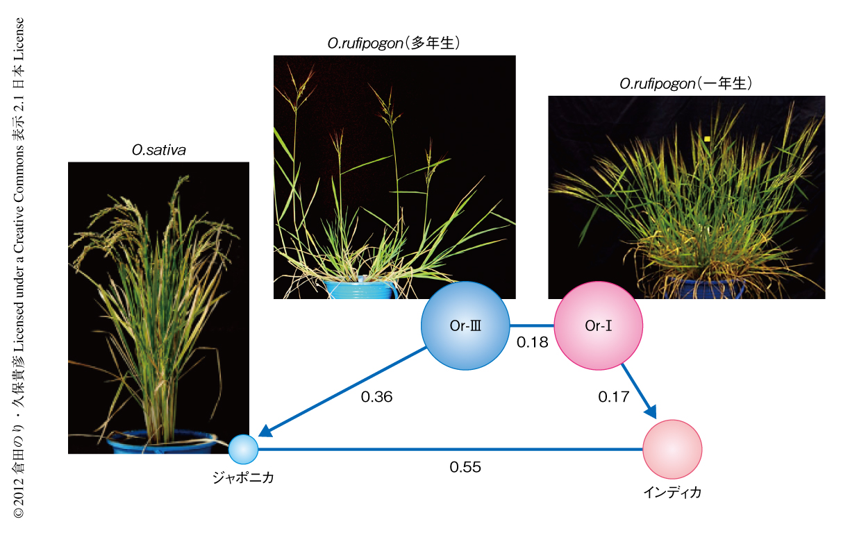 グリーンな栽培体系加速化事業 旧グリーンな栽培体系への転換サポート ：東北農政局