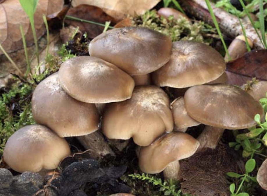 イッポンシメジ図鑑「フチドリモミウラタケ」きのこびと