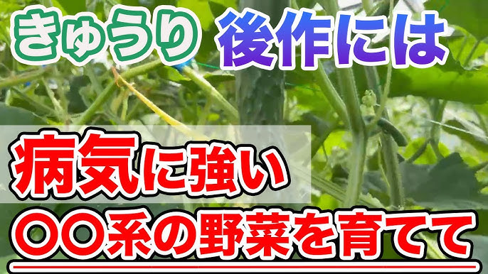 キュウリの上手な育て方 - 読んで上達！やさいの育て方耕うん機Honda公式サイト