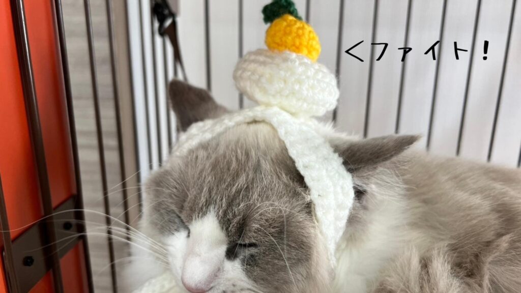猫ちゃんとお正月を祝おう！猫の鏡餅帽子の編み方♪猫のちブログ