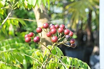 楽天市場 オオバゲッキツの通販