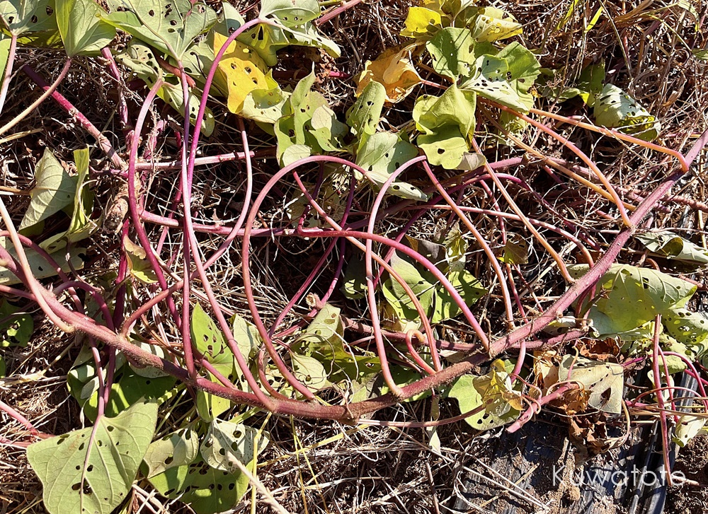 レシピ 食べられるの！？「サツマイモのつる」の下処理と料理を体験してみた - 地球釣ってみた