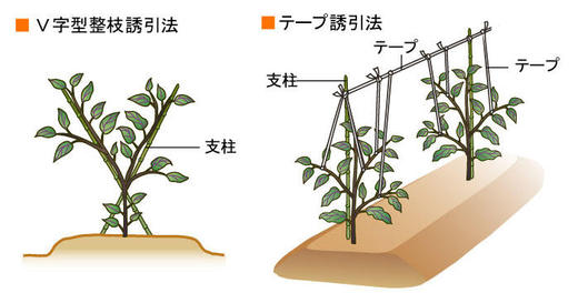 ナスの２本仕立てと剪定の方法 - 自然農・いのちのことわり 田畑における具体的問題と解決