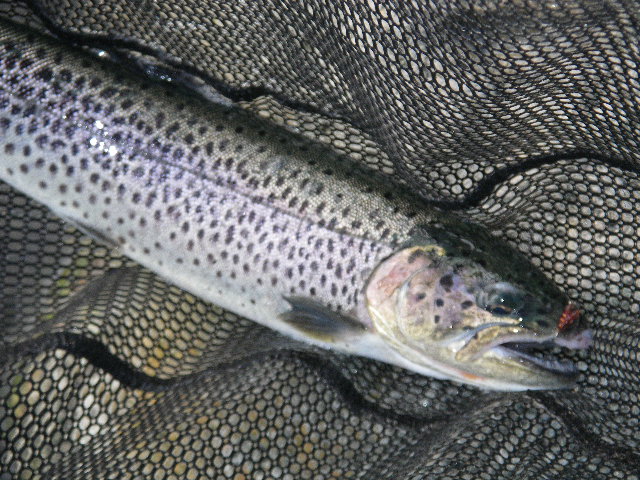 ブルッキーとグリーンバック