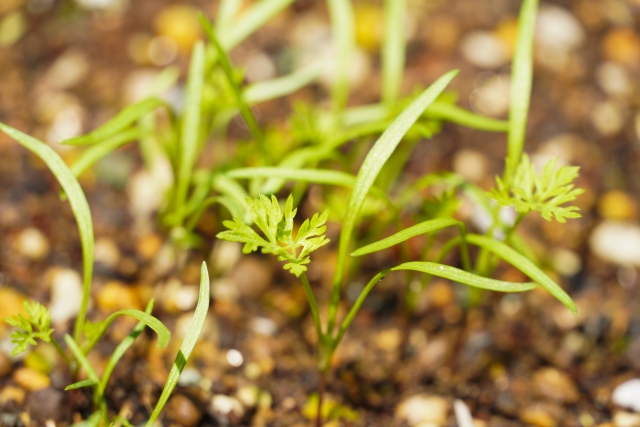 小野子人参 芽が出ました。上久堅どっとねっと