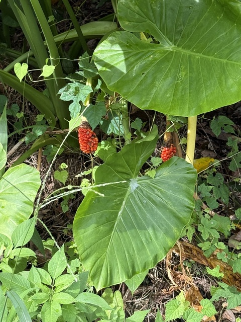 クワズイモの実 沖縄県那覇市- No: 26799483写真素材なら「写真AC」無料 フリー ダウンロードOK