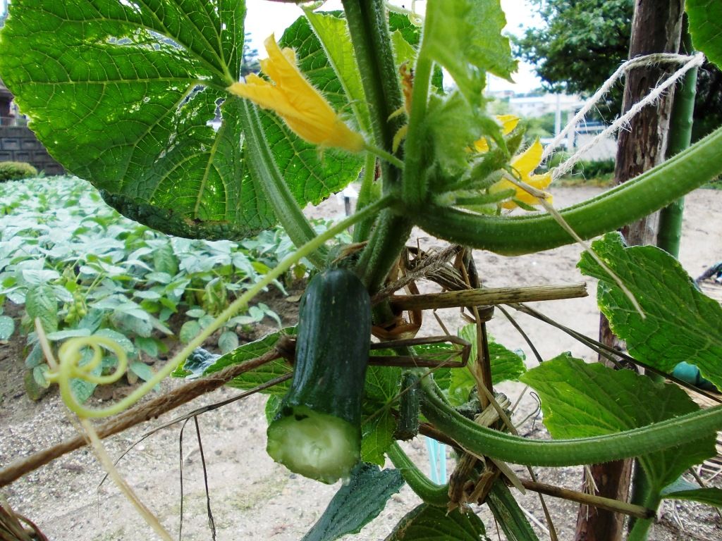 この黒イボがあるきゅうりめっちゃくちゃおいしいです！中は種がごろっとあって、驚くほど瑞々しく味も透明感抜群なのにキュウリの味はしっかり。 相模半白胡瓜サガミハンシロキュウリ ただ、イボが黒いんで袋の中の水分と交わると茶色い汁みたいのがついちゃうんです