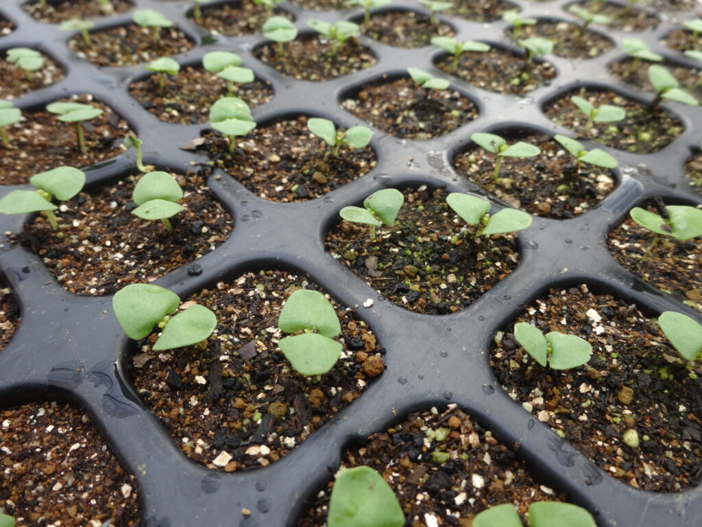 バジルとしその芽が出た。 どっちがどっちだかわからなくなっちゃった。 育てばわかる