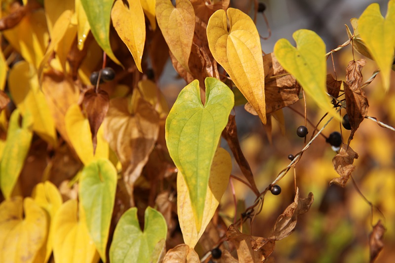 第100号：徳地やまのいも：農林水産省