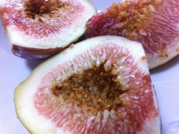 イチジクの豆知識