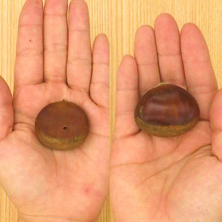 生栗の皮のむき方みのり農園