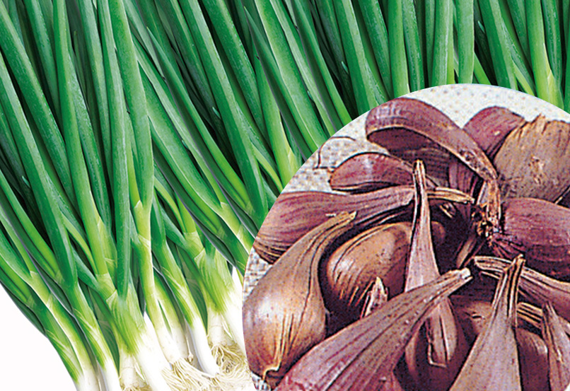 フルベジ 小ねぎハサミ FV-401 RCP 葱 葉ねぎ 青ねぎ 万能ねぎ わけぎ あさつき キッチンハサミ はさみ 切る カット 調理 料理ネコポス対応ＪＯＹアイランド