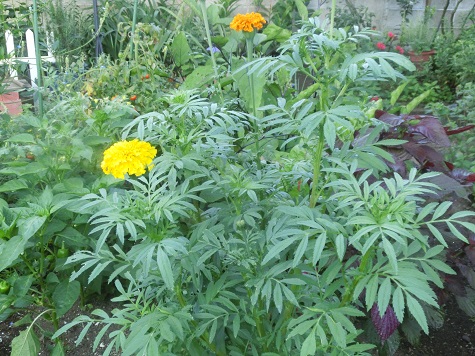 ミニトマトとマリーゴールド🌼CAINZ DIY Square