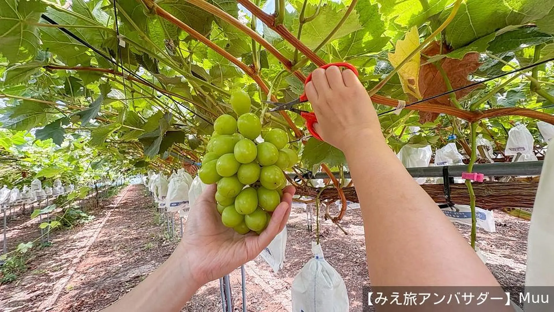 新鮮なフルーツをまるごと堪能！老舗青果店が手がける“贅沢”いちごツリーパフェが凄い 2023年12月1日掲載 中京テレビNEWS NNN