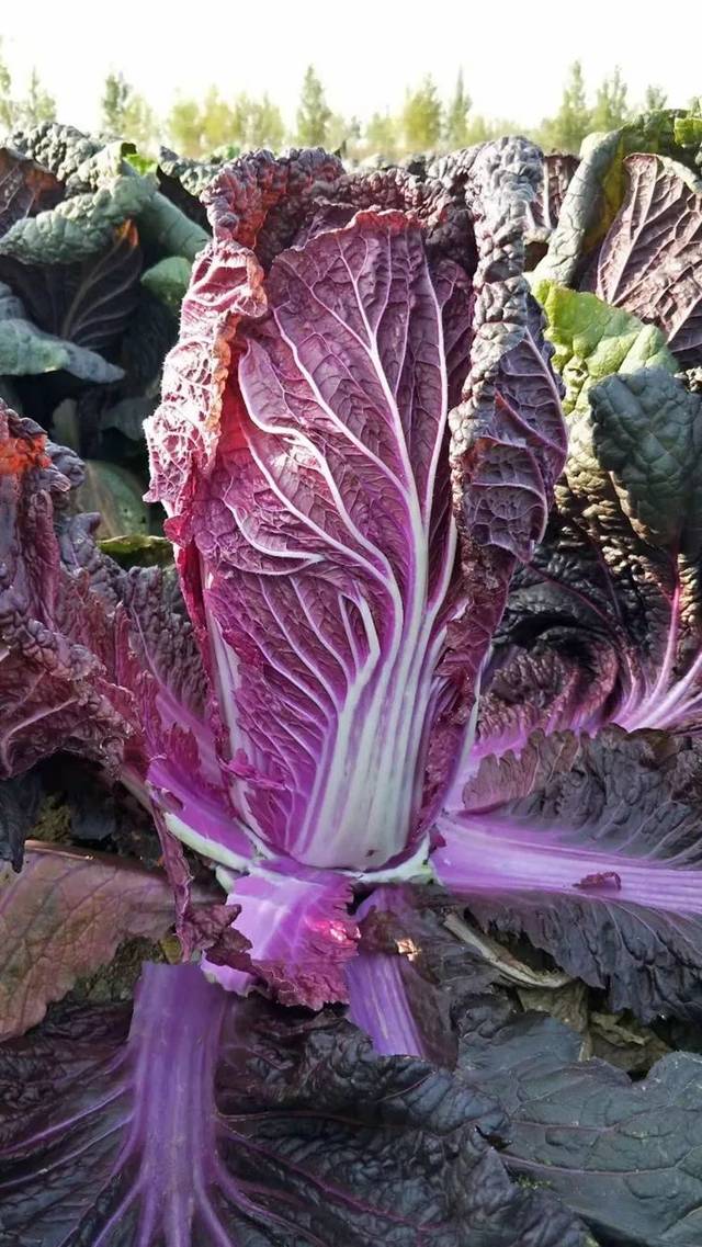 小小靓科技这个白菜变紫了每公斤竟能卖到11块！_央广网