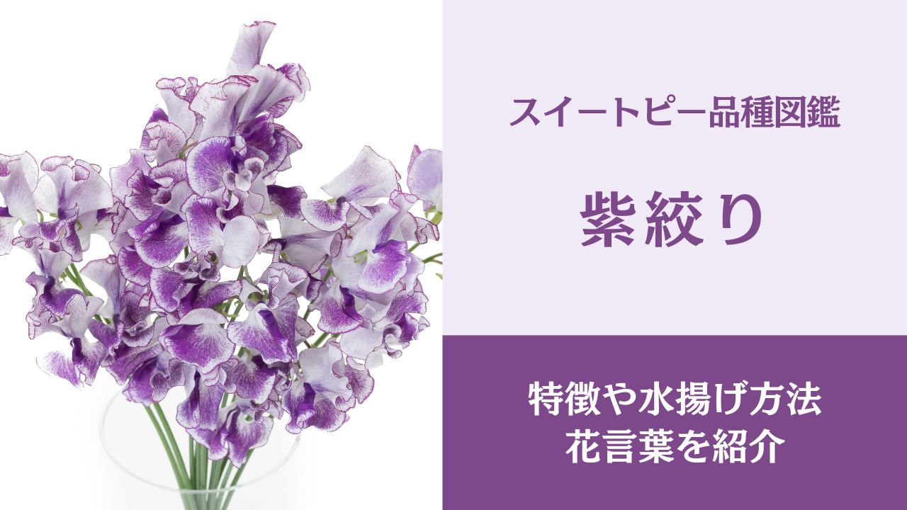 花図鑑 スイートピー「紫絞り」の特徴と水揚げ方法Bloom Note ブルームノート