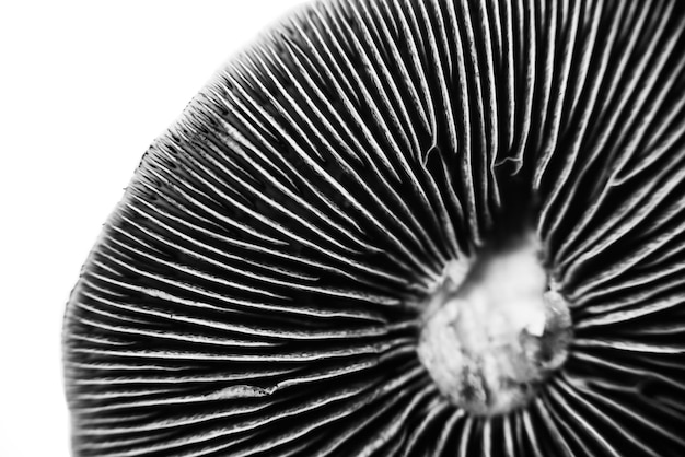 乾燥した黒きくらげ 有機農産物 - 中国 ブラックファングスマッシュルーム、ナチュラルファングスブラックマッシュルーム、サンドライブラックマッシュルーム、バルクブラックファウスムスの食品、高級な黒のフングスのマッシュルーム、スモールブラックのファングス