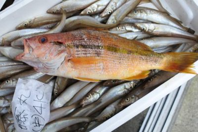 アカイサキ 鮮魚の産直通販：のん気な魚屋