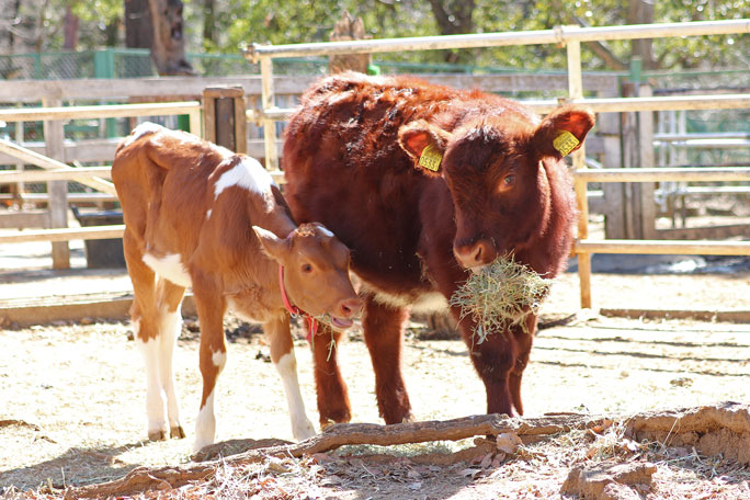 ガンジー牧場 久住の大地で育ったガンジー牛のゴールデンミルクたびらい