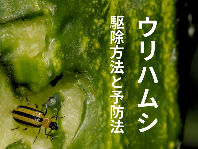 キュウリの害虫 奈良県公式ホームページ