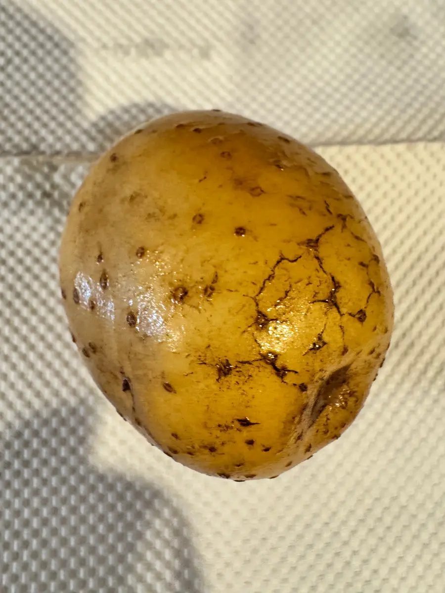 トマト丸々一個使ったサラダ。 : 田所大介の富山なんでも食遊記