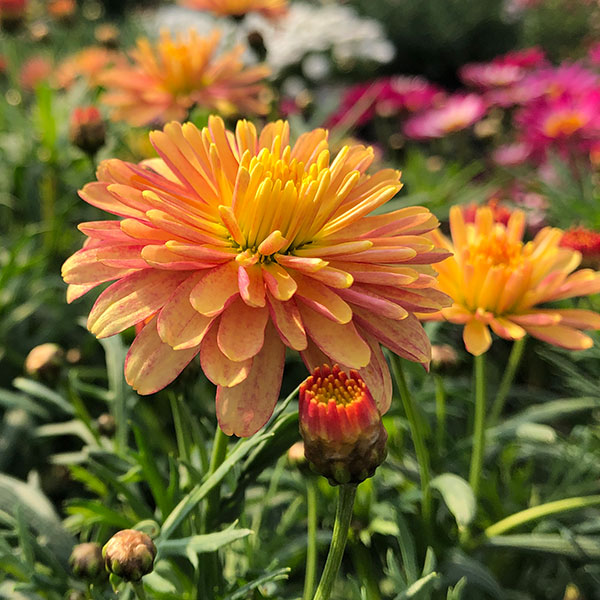 マーガレット・スマッシュ アプリコットピンク 花色が変化！ 花苗 4号鉢植物のＩＴＡＮＳＥ 全品送料無料・即出荷