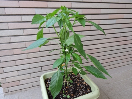 プロが教える“プランター菜園のトリセツ”～ピーマン編～インフォメーション