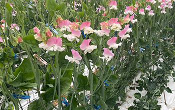 残2紫の絞りが素敵なスイートピー詩かすみ。 しかしスイートピーてどうしてこんなに いい香りなの🥺 スイートピーの束に顔をうずめたい。詩かすみ 仙台花屋