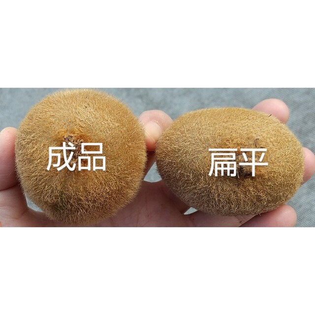 農家直送便 キウイの皮が手でむける！ぜひあなたも体験してみませんか？食べチョク産地直送 産直 お取り寄せ通販 - 農家・漁師から旬の食材を直送