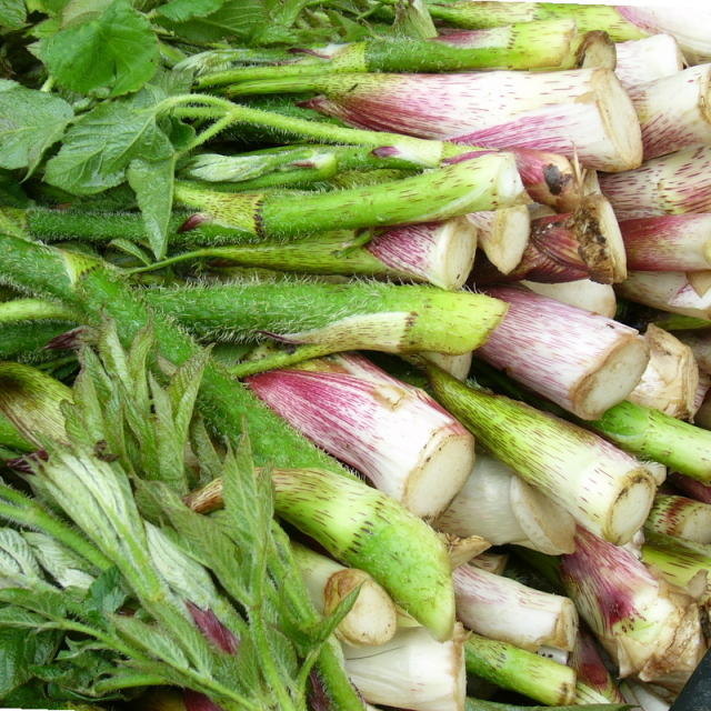 山菜採りシリーズ⑬ ヤマウドあきた森づくり活動サポートセンタ