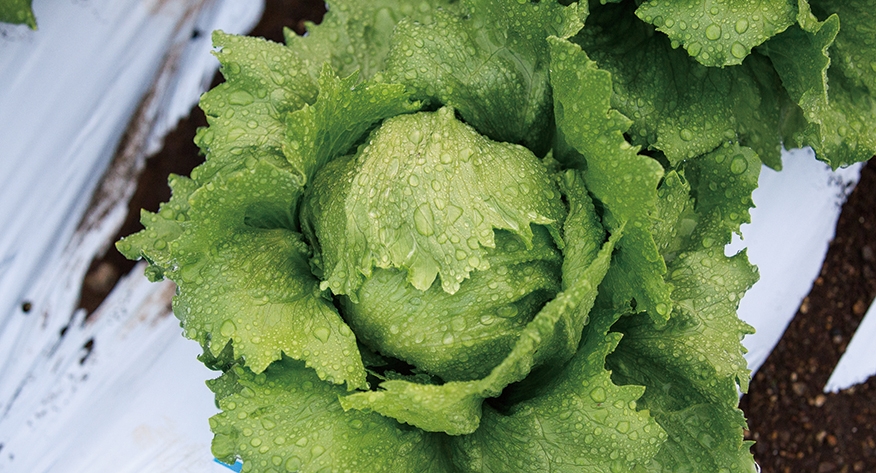 月報 野菜情報－今月の野菜－レタス－2013年６月