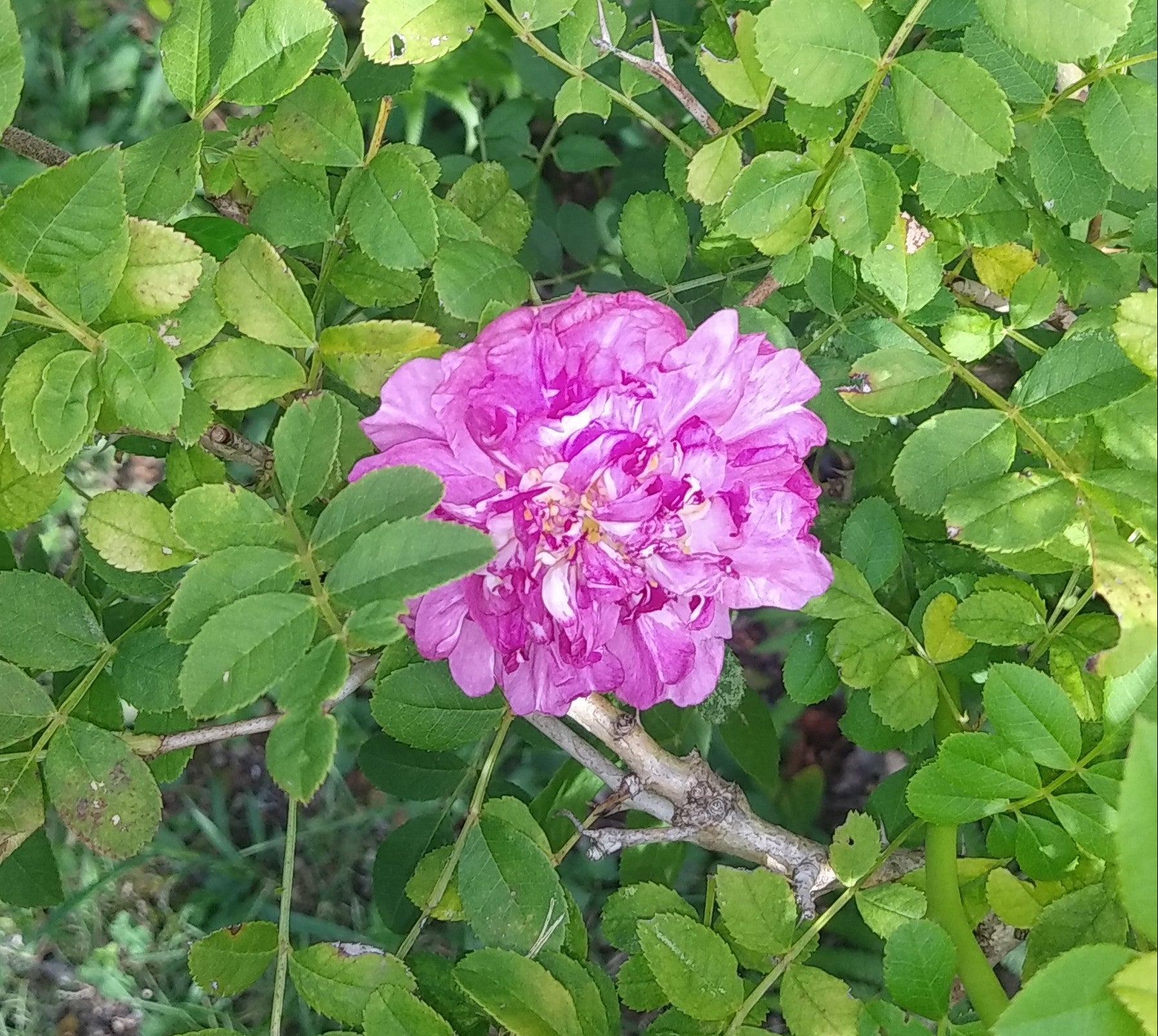 山椒薔薇の秋: ばら日和