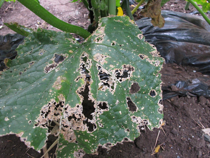 キュウリの苗が害虫被害で茎を食べられる苗の先端をカットして水差しすると根が出た自由人の旅