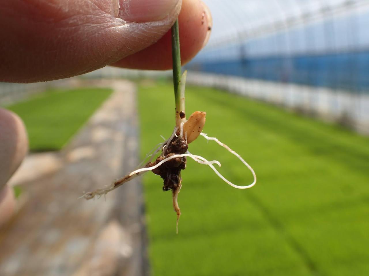 バケツ稲づくりに役立つ資料お米づくりに挑戦 やってみよう!バケツ稲づくり 食や農を学ぶJAグループ