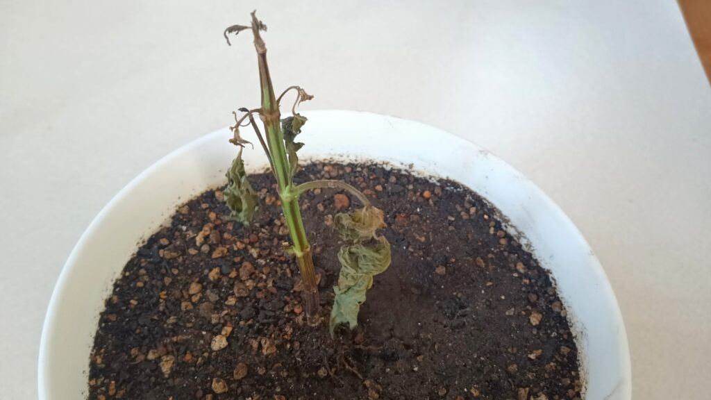 水耕栽培で大葉を育てていますほえほえ