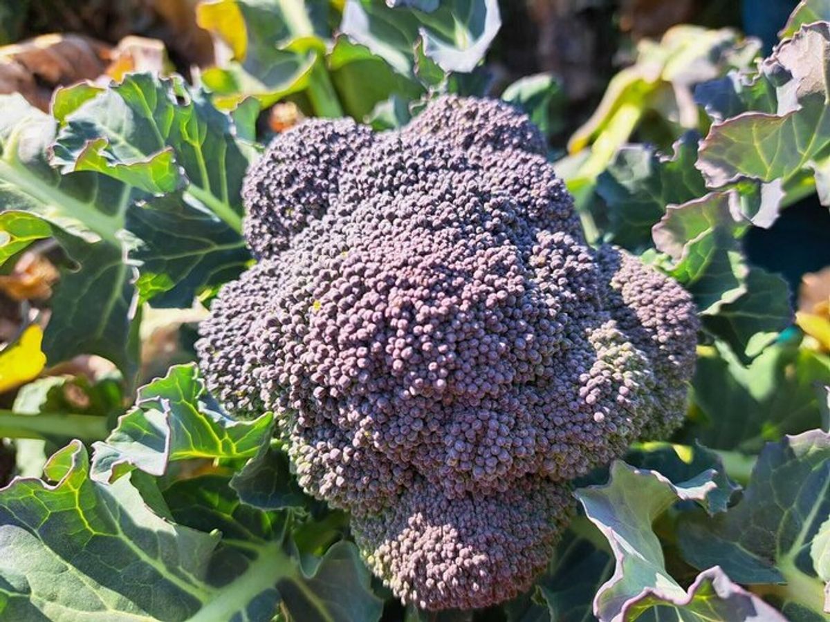 ブロッコリーが黄色い、花が咲いた 食べられる？救済レシピも伝授 - macaroni