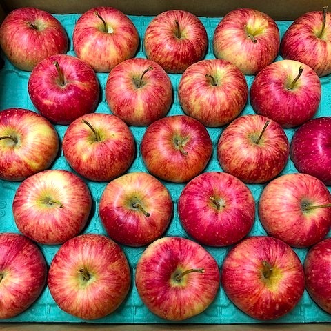 真っ赤なアキグミ、たわわに実る 亀山・イチミ自然農園：中日新聞Web