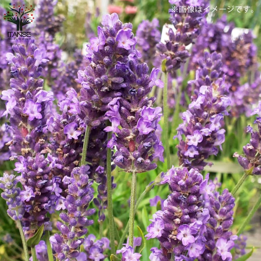 レモン香るラベンダーのショートブレッド ルーシーのおいしい暮らしGardenStoryガーデンストーリー